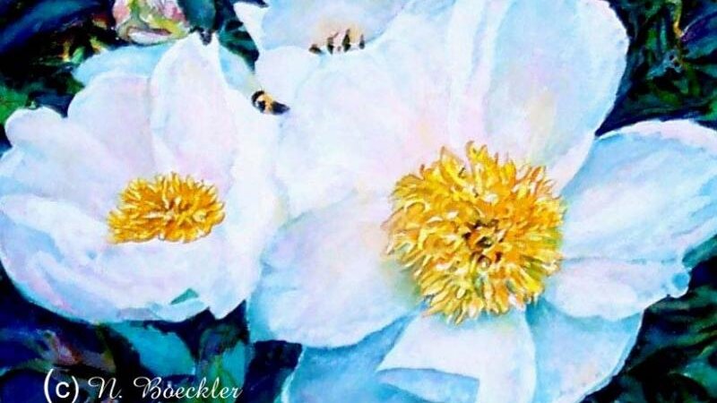 Peonies at Casa Loma