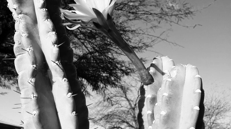 Peruvian Apple Cactus Bloom