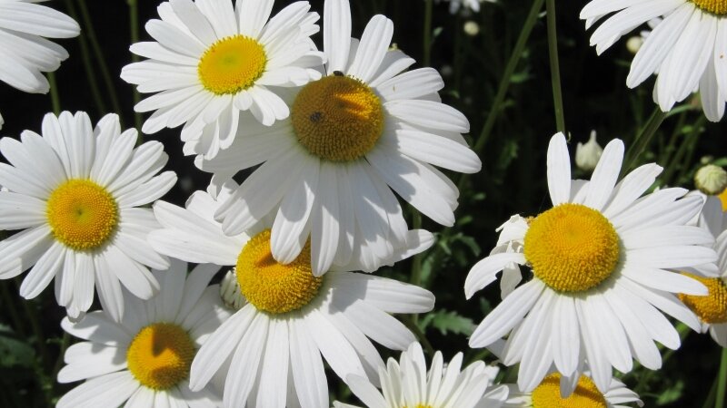 Dasies