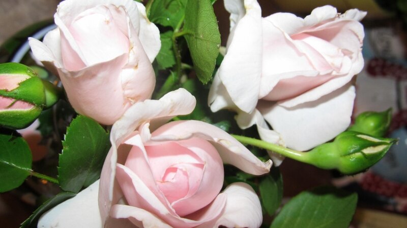 Grandma's roses