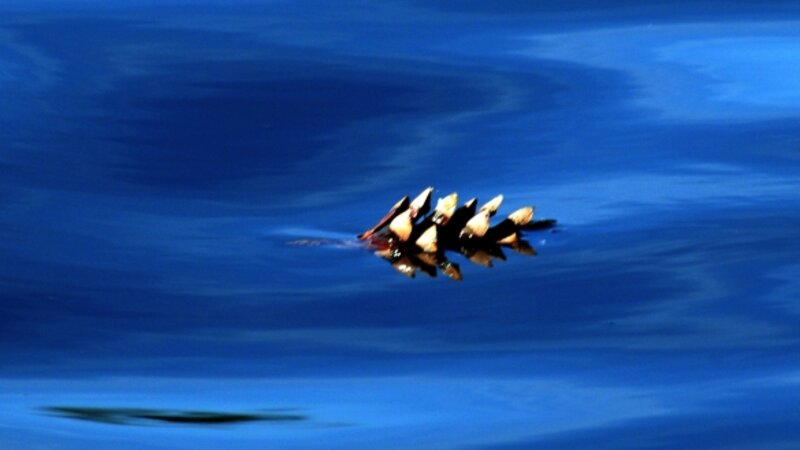 Pinecone in Blue Space