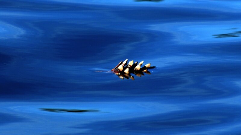 Pinecone in Blue Space