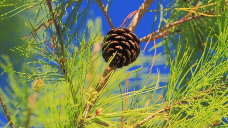 Pinecone