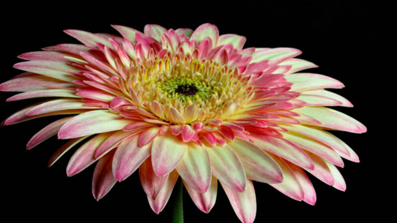 Pink Gerbera