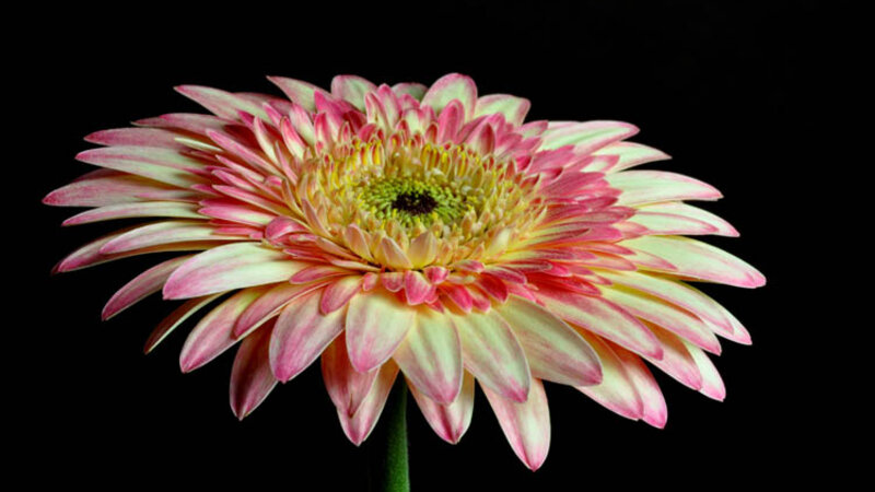 Pink Gerbera