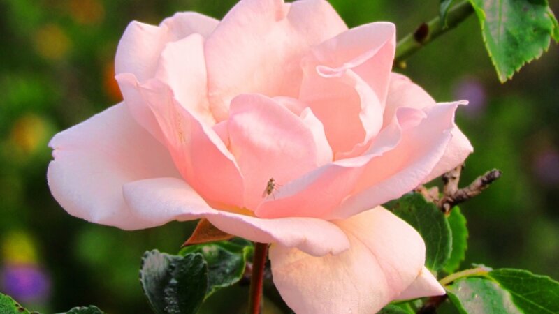 Pink rose