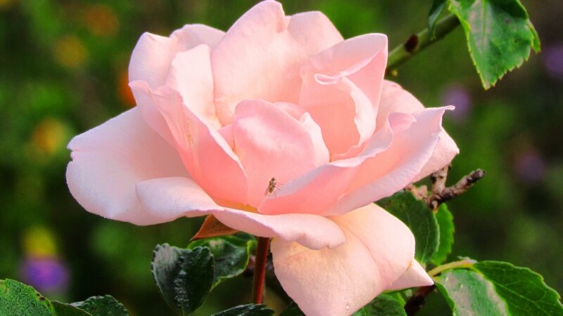 Pink rose