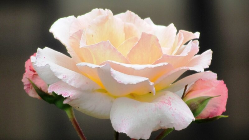 Pink rose