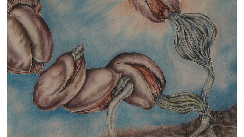 Pinyon Pine Seed Opening