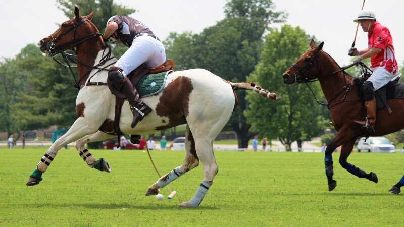 Polo in the Park