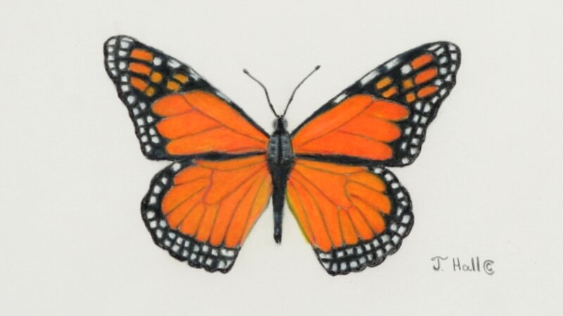 Portrait of Monarch Butterfly