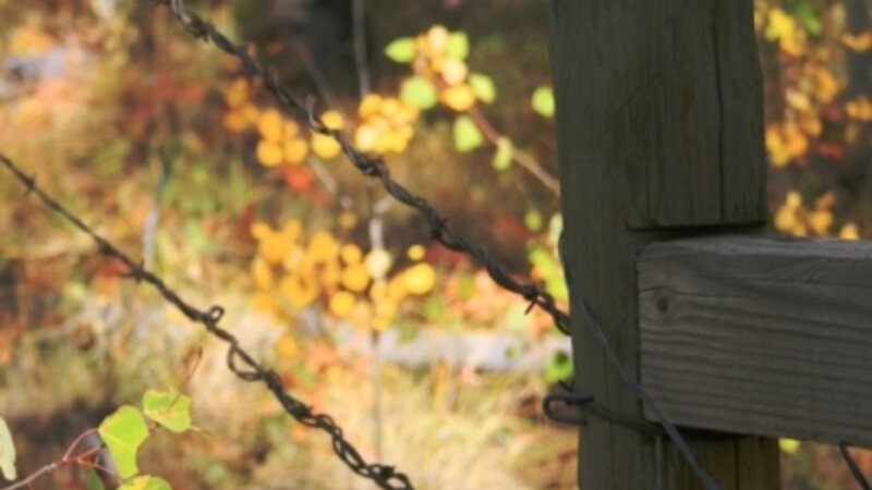 Post and Wire in the Woods
