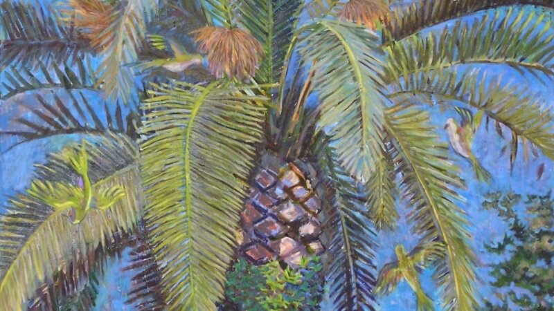 Queen Palm and Monk Parrots 