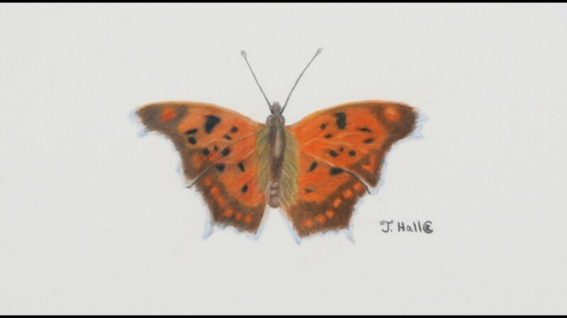 Question Mark Butterfly