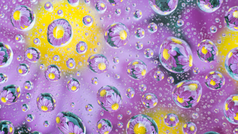 Natures wonder - New York Aster's magnified through beads of water