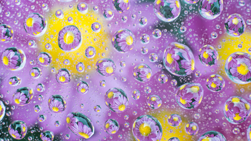 Natures wonder - New York Aster's magnified through beads of water