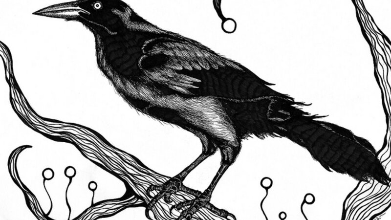 Raven Study (Black & White)