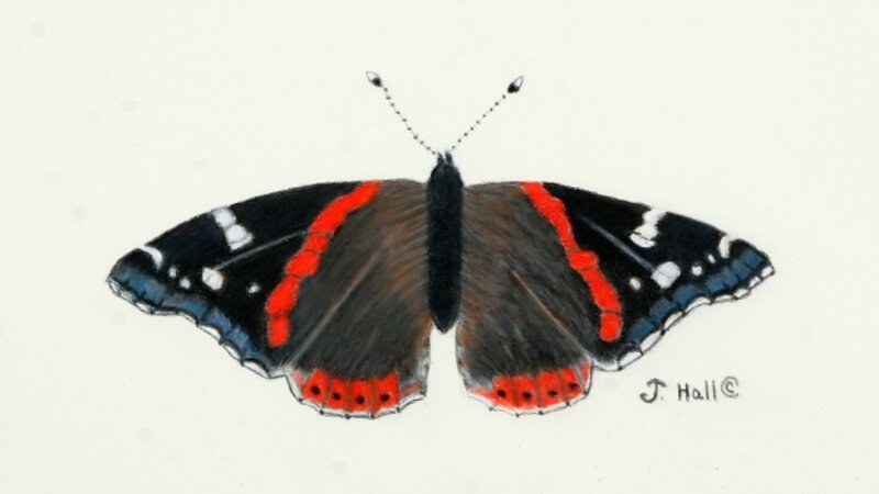 Red Admiral Butterfly