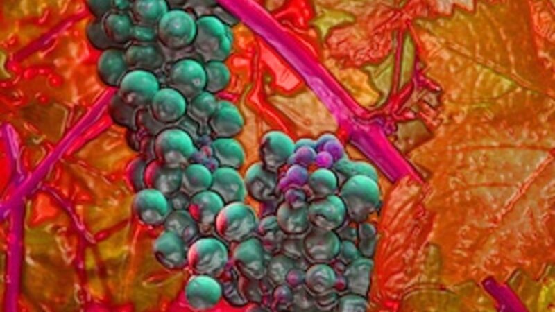 Red Grapes