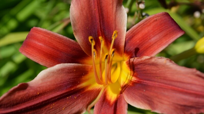 Red and Yellow Star