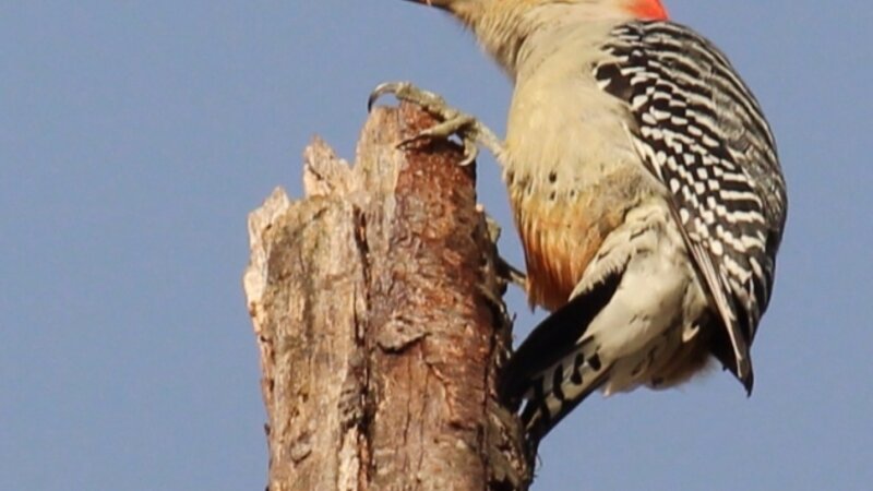 Red Bellied Woodpecker