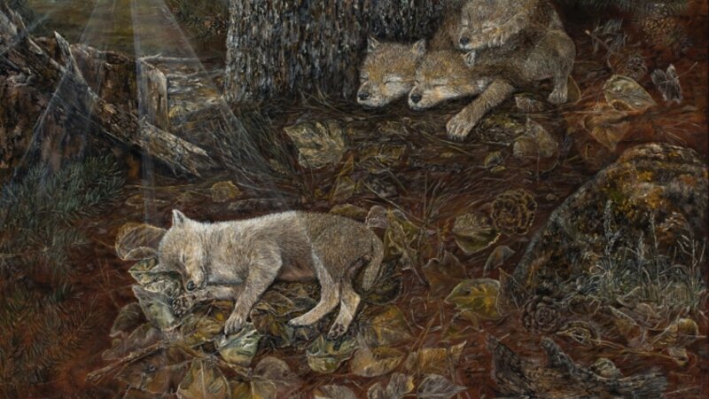 Sleeping Little Lone Wolf, baby wolf