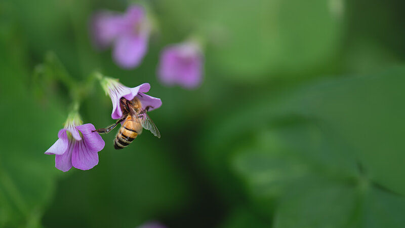 A Kiss from the Garden