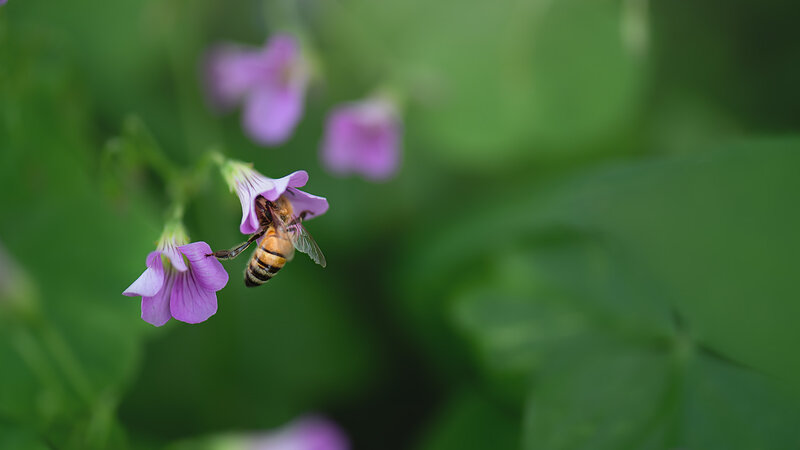 A Kiss from the Garden