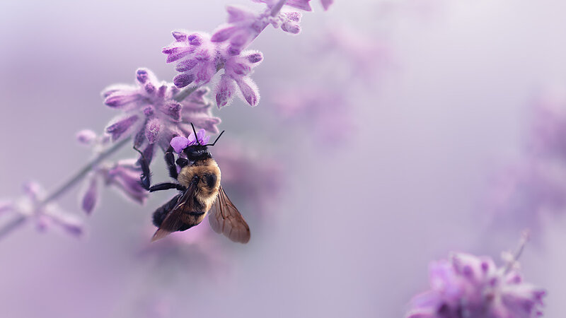 Whispers on lavender air