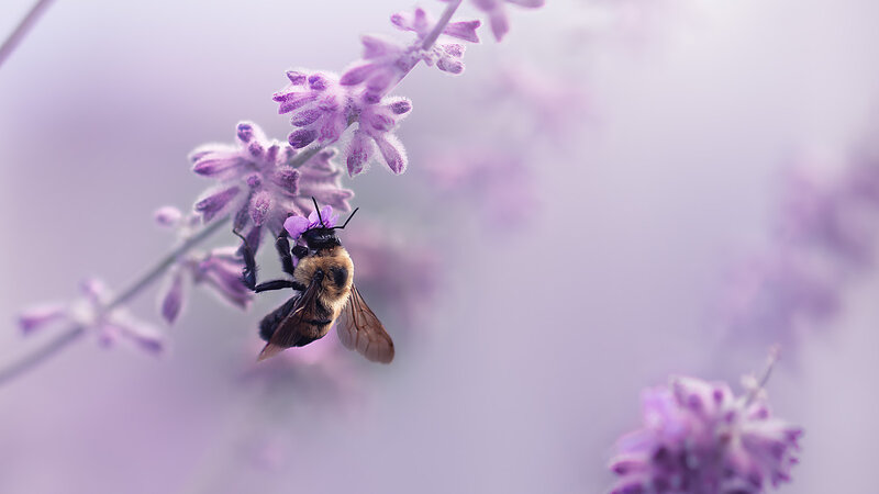 Whispers on lavender air
