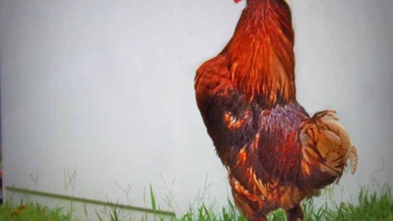 Rhode Island Red