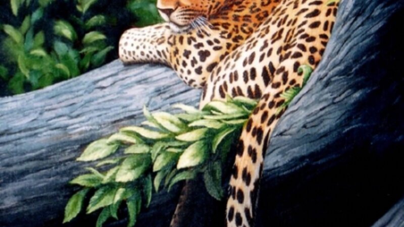 Leopard