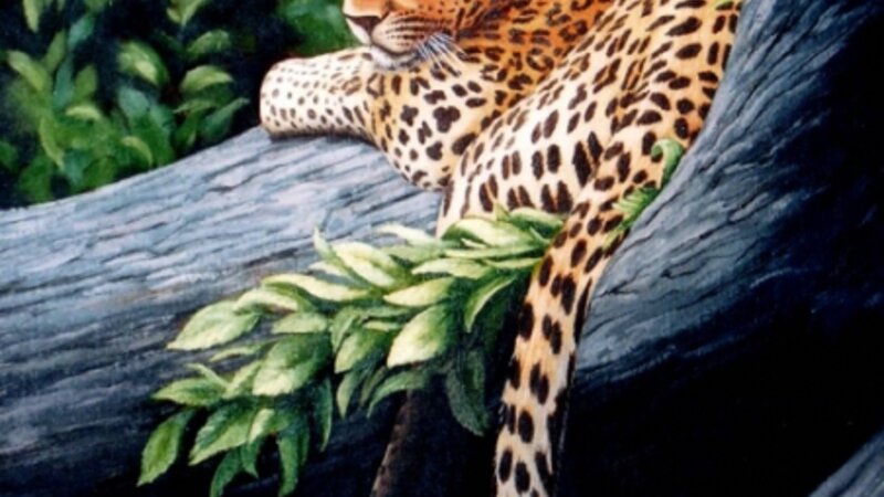 Leopard
