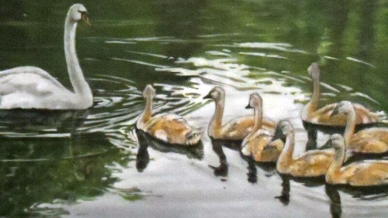 Graceful Family