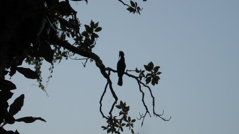 South Carolina Silhouette