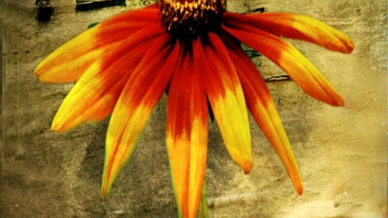 Coneflower