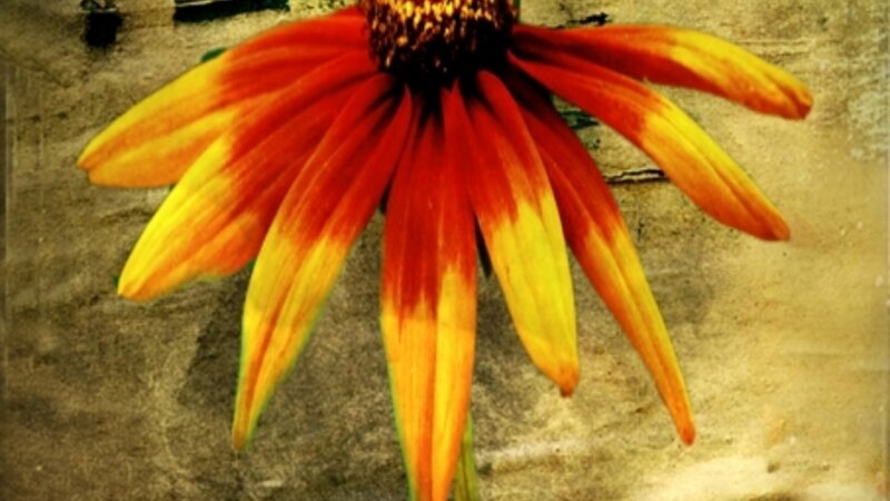 Coneflower