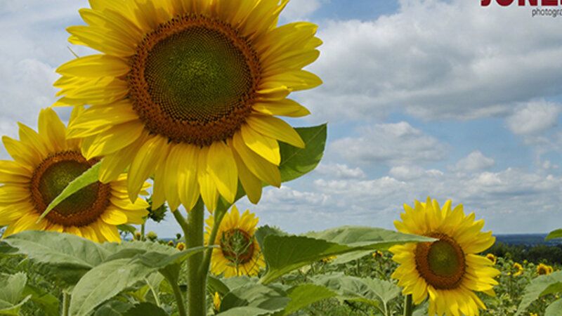 Sunflowers_1