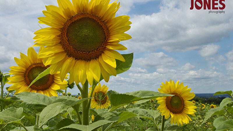 Sunflowers_1