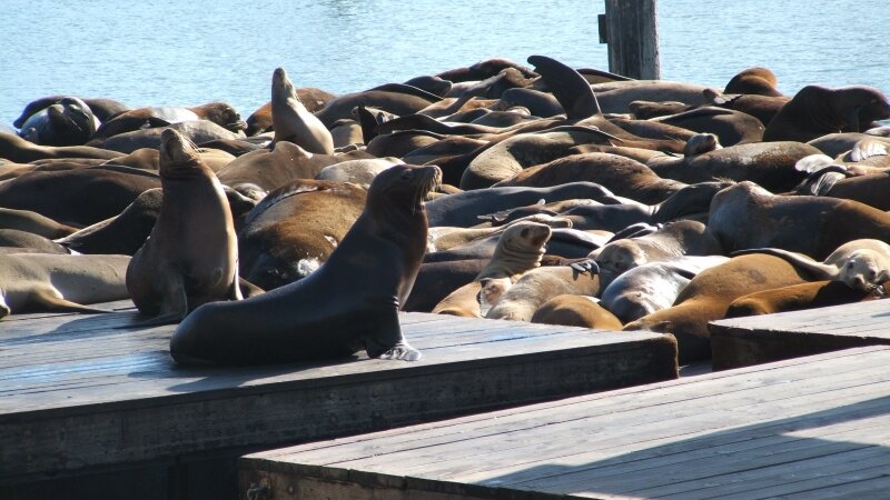  seals hanging out on the pier, Pier 39 San Francisco,ca
