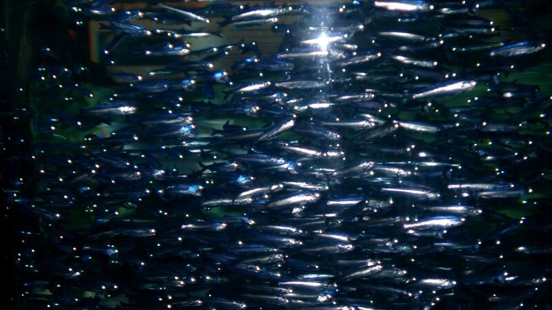 tanks full at the bay