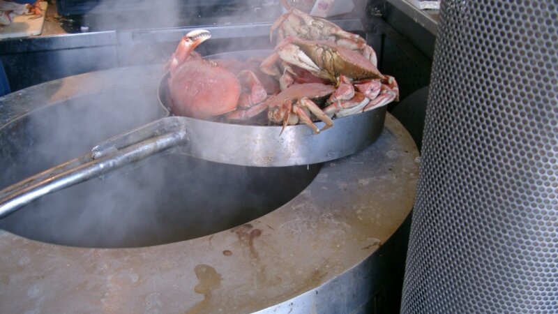 fresh dungi crab on the bay