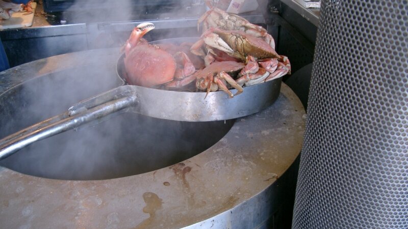 fresh dungi crab on the bay