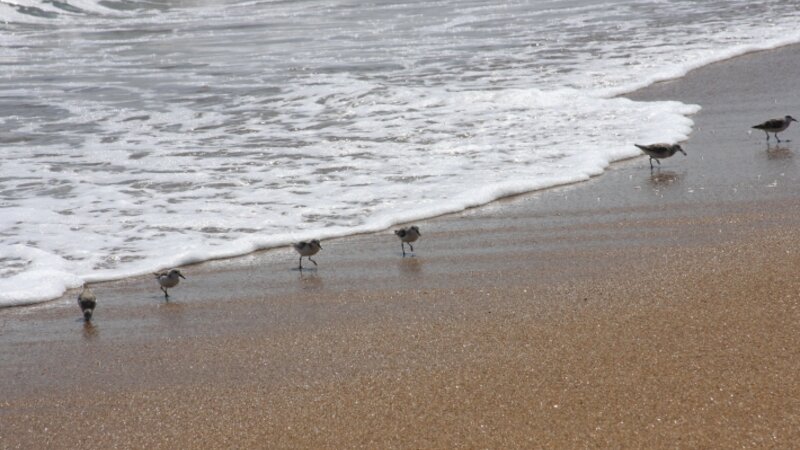 Sandpipers in a row