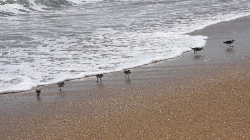 Sandpipers in a row