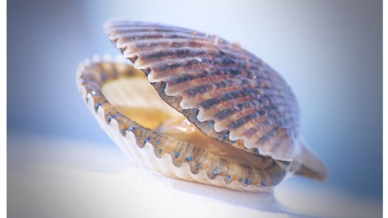 Scallop