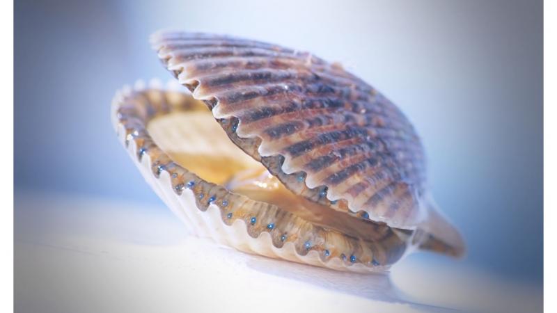 Scallop