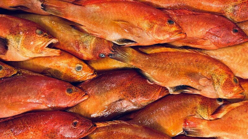 "Cooking School" - Photograph of dead fish, April 11, 2025.