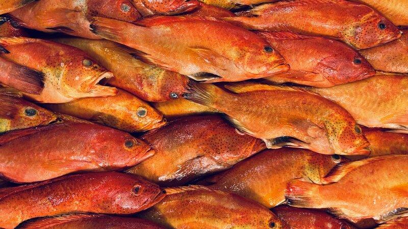 "Cooking School" - Photograph of dead fish, April 11, 2025.