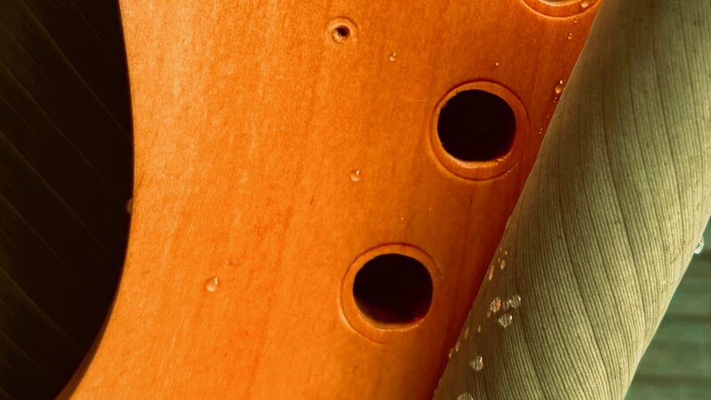 Photograph of guitar neck and plant, June, 2025.